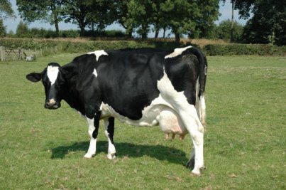 cows-aug05-011